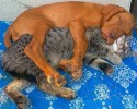 unlikely-animals-sleeping-together-posted-at-awesomelycute.com-12