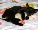 unlikely-animals-sleeping-together-posted-at-awesomelycute.com-14