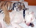 unlikely-animals-sleeping-together-posted-at-awesomelycute.com-15