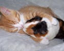 unlikely-animals-sleeping-together-posted-at-awesomelycute.com-16
