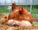 unlikely-animals-sleeping-together-posted-at-awesomelycute.com-18