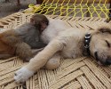 unlikely-animals-sleeping-together-posted-at-awesomelycute.com-22
