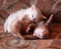 unlikely-animals-sleeping-together-posted-at-awesomelycute.com-23