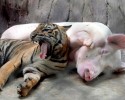 unlikely-animals-sleeping-together-posted-at-awesomelycute.com-24