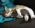 unlikely-animals-sleeping-together-posted-at-awesomelycute.com-25