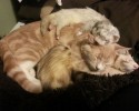 unlikely-animals-sleeping-together-posted-at-awesomelycute.com-3