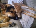 unlikely-animals-sleeping-together-posted-at-awesomelycute.com-4
