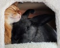 unlikely-animals-sleeping-together-posted-at-awesomelycute.com-5