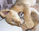 unlikely-animals-sleeping-together-posted-at-awesomelycute.com-6