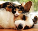 unlikely-animals-sleeping-together-posted-at-awesomelycute.com-7