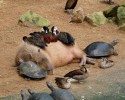 unlikely-animals-sleeping-together-posted-at-awesomelycute.com-8