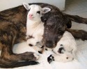 unlikely-animals-sleeping-together-posted-at-awesomelycute.com-9