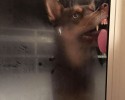animals-licking-glass-18