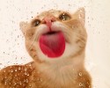 animals-licking-glass-2