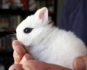 awesomely-cute-bunny-posted-awesomelycute.com-1