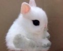 awesomely-cute-bunny-posted-awesomelycute.com-2