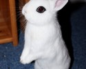 awesomely-cute-bunny-posted-awesomelycute.com-3