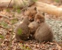 baby-foxes-found-in-backyard-10