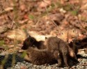 baby-foxes-found-in-backyard-6