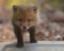 baby-foxes-found-in-backyard-8