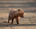 baby-foxes-found-in-backyard-9