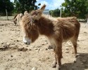 cute-baby-donkeys-1