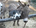 cute-baby-donkeys-11