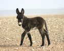 cute-baby-donkeys-13