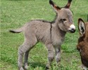 cute-baby-donkeys-15