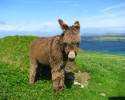 cute-baby-donkeys-4
