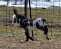 cute-baby-donkeys-5