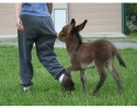 cute-baby-donkeys-7