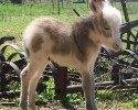 cute-baby-donkeys-9