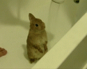 cute-bunnies-awesomelycute.com-11