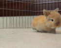cute-bunnies-awesomelycute.com-2
