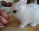 cute-bunnies-awesomelycute.com-3