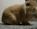 cute-bunnies-awesomelycute.com-5