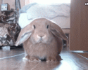 cute-bunnies-awesomelycute.com-7