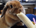 cute-bunnies-awesomelycute.com-8