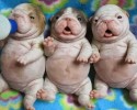 cute-puppies-3