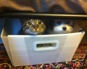 funny-cats-24