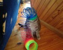 funny-cats-3