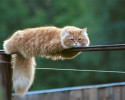 funny-cats-50