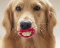 funny-dog-pet-toys-awesomelycute.com-16