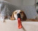 funny-dog-pet-toys-awesomelycute.com-4