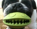 funny-dog-pet-toys-awesomelycute.com-8