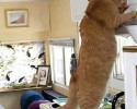 largest-cats-in-the-world-10