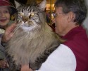 largest-cats-in-the-world-14