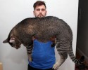 largest-cats-in-the-world-18