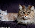 largest-cats-in-the-world-1_2